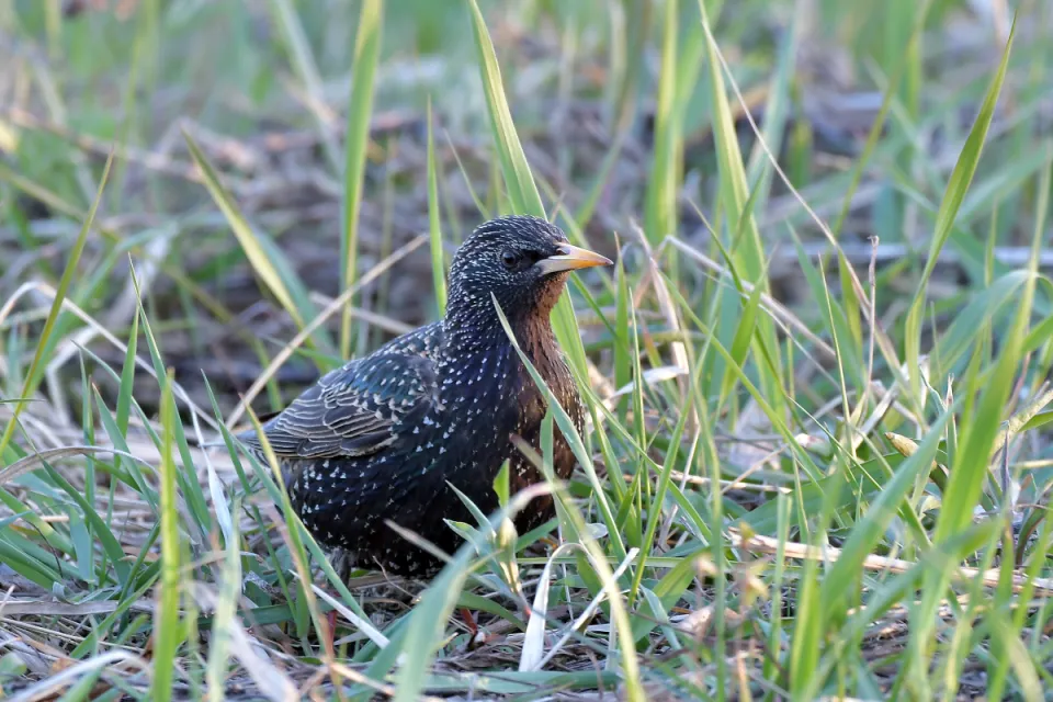 Sturnus vulgaris