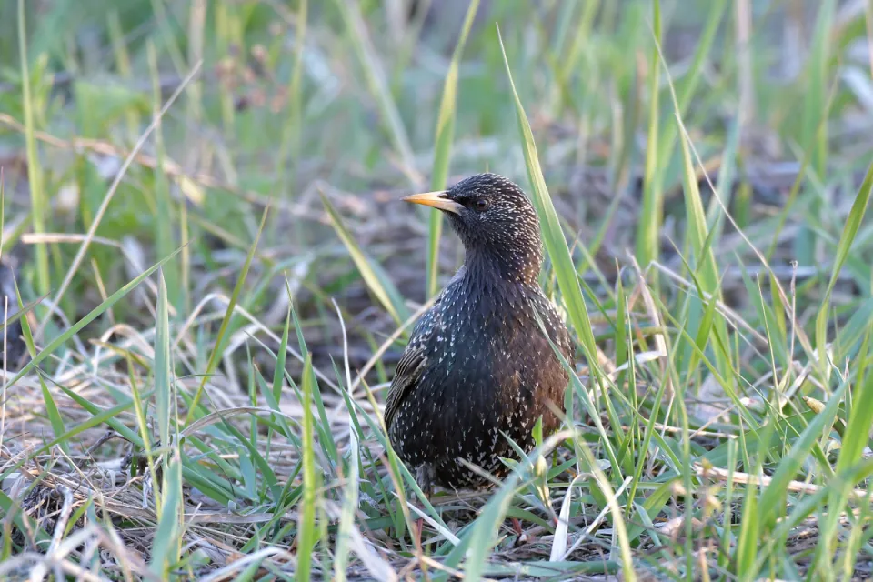 Sturnus vulgaris