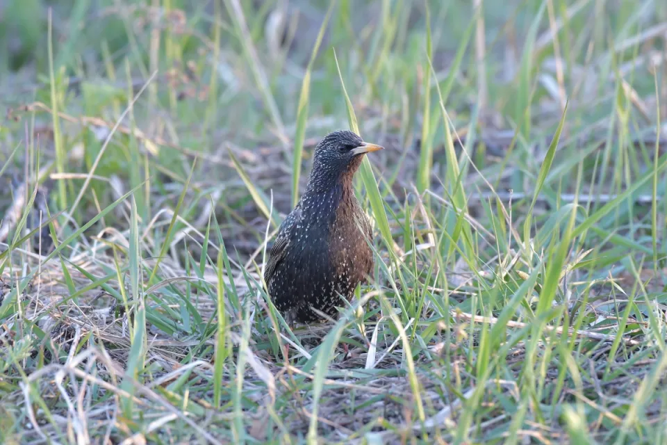 Sturnus vulgaris