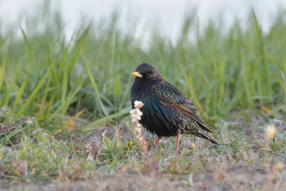 Sturnus vulgaris