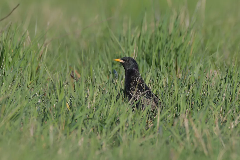 Sturnus vulgaris