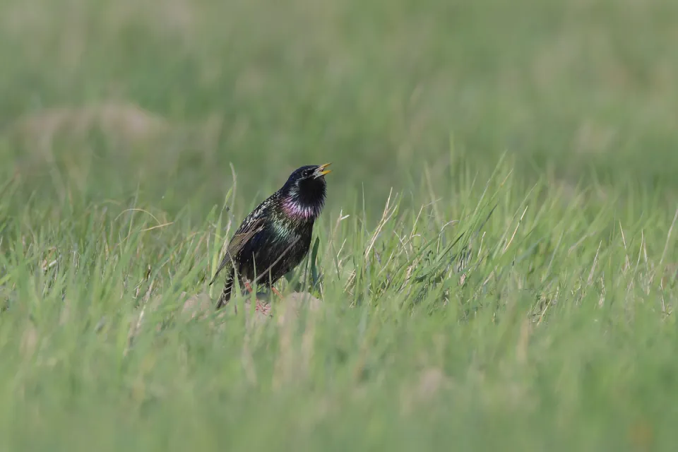 Sturnus vulgaris