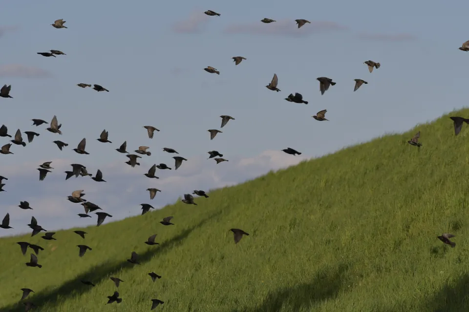 Sturnus vulgaris