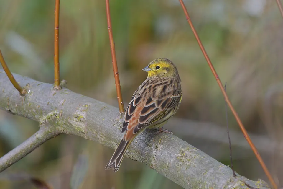 Emberiza citrinella