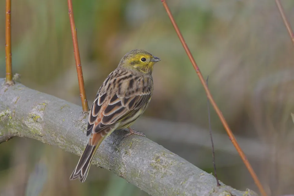 Emberiza citrinella