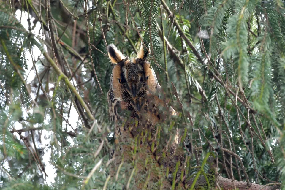 Asio otus