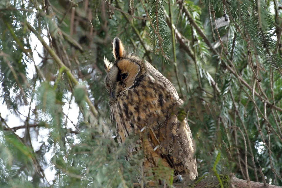 Asio otus
