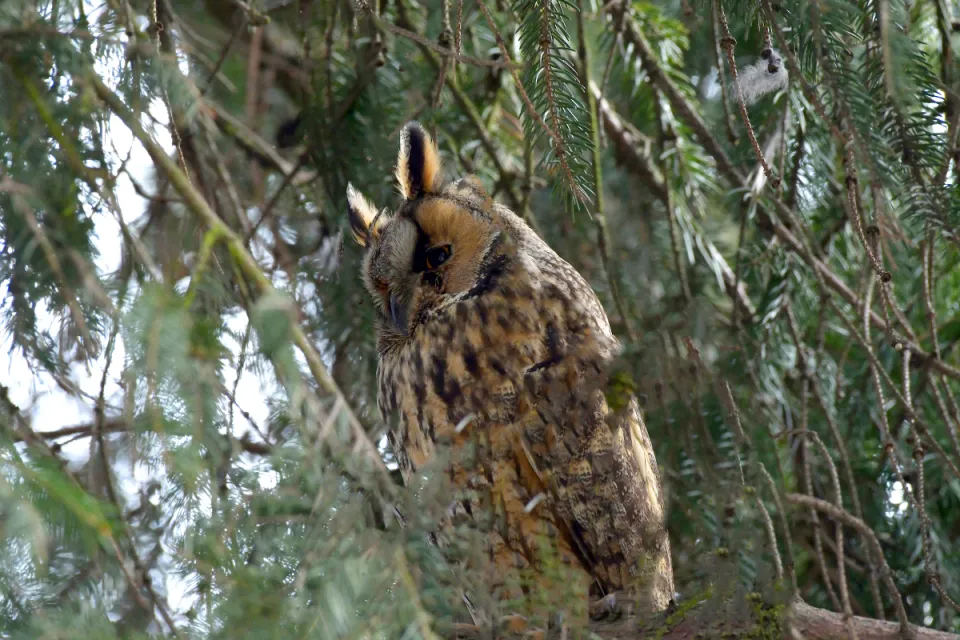 Asio otus