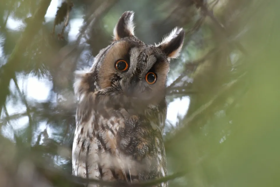 Asio otus