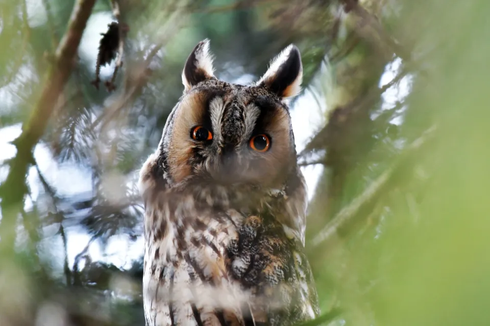 Asio otus