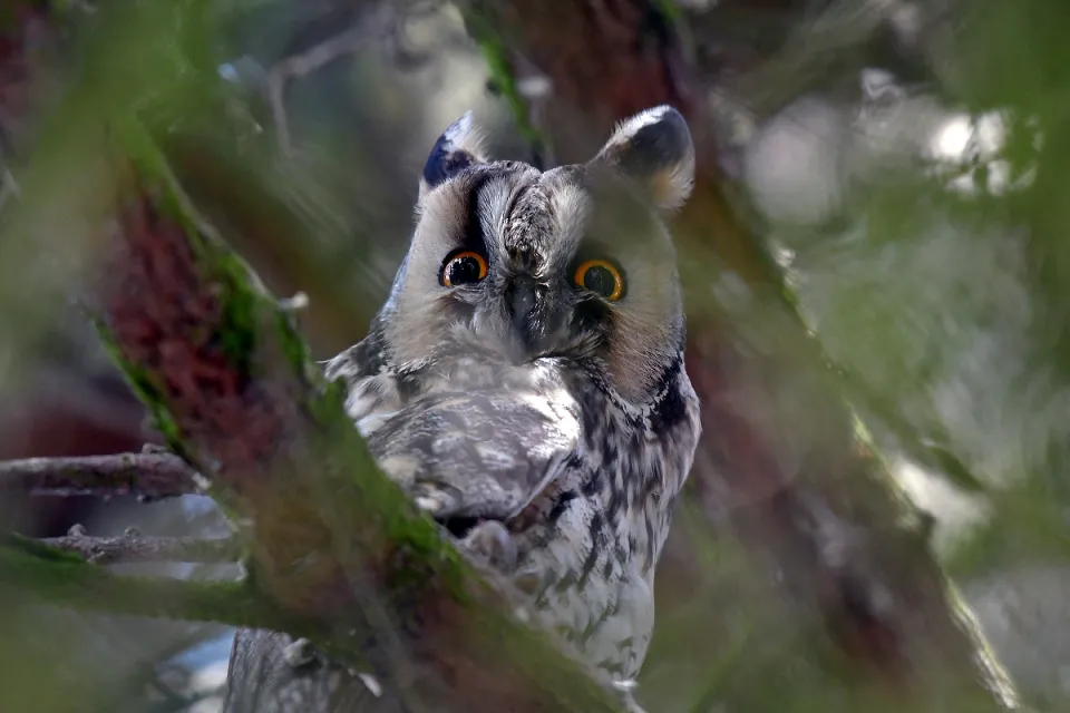 Asio otus