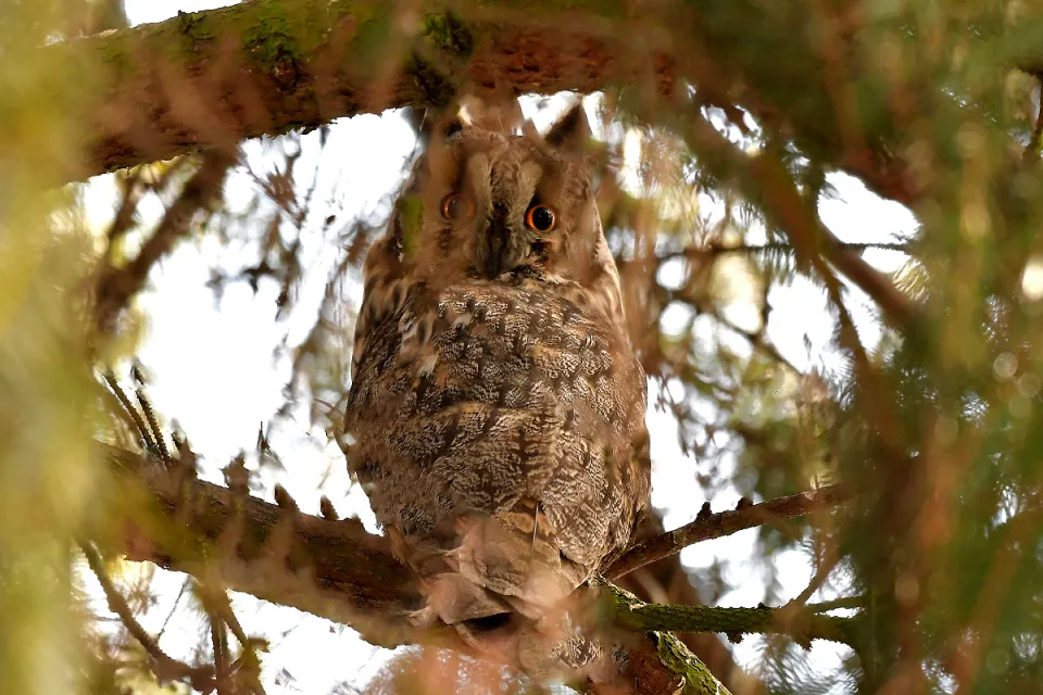 Asio otus