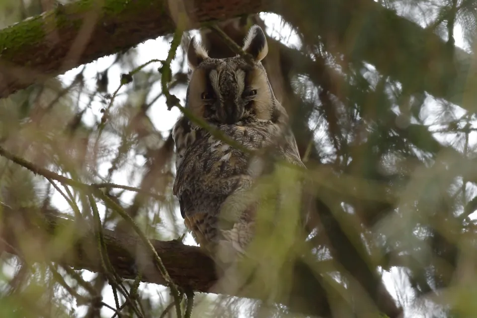 Asio otus