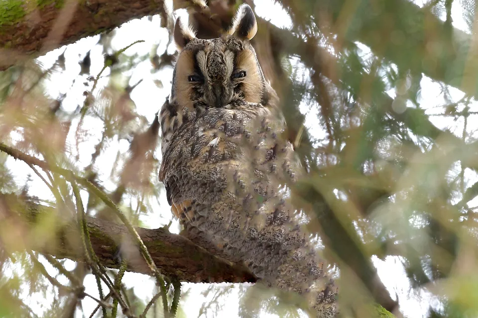 Asio otus