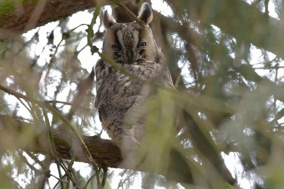Asio otus