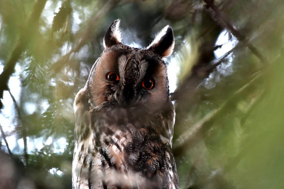 Asio otus