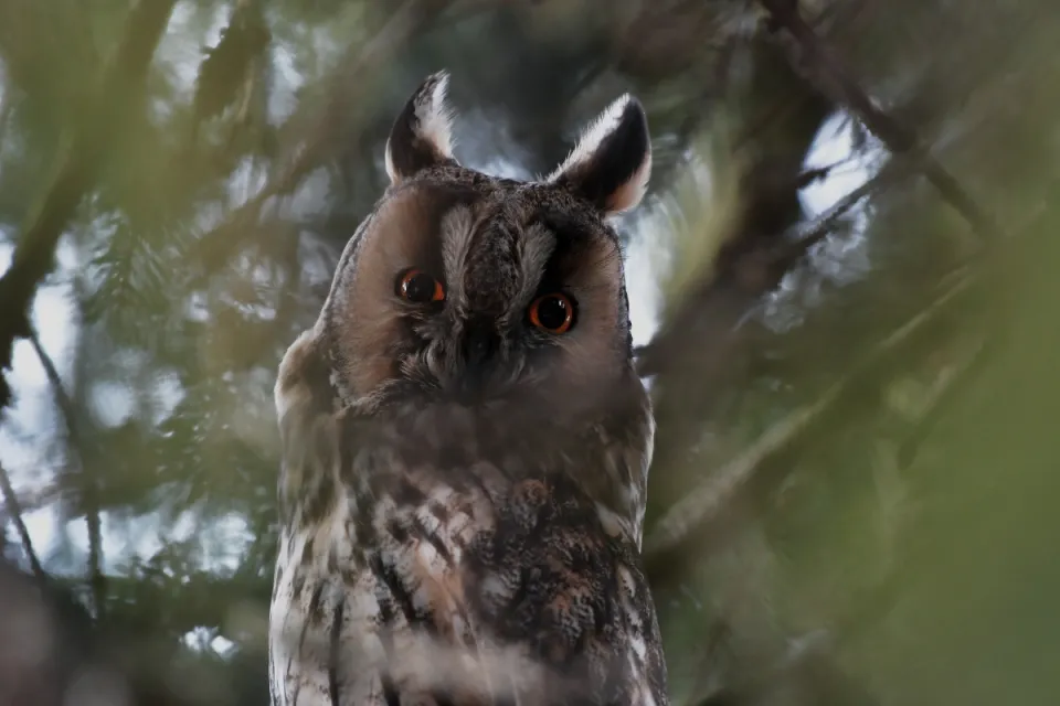 Asio otus