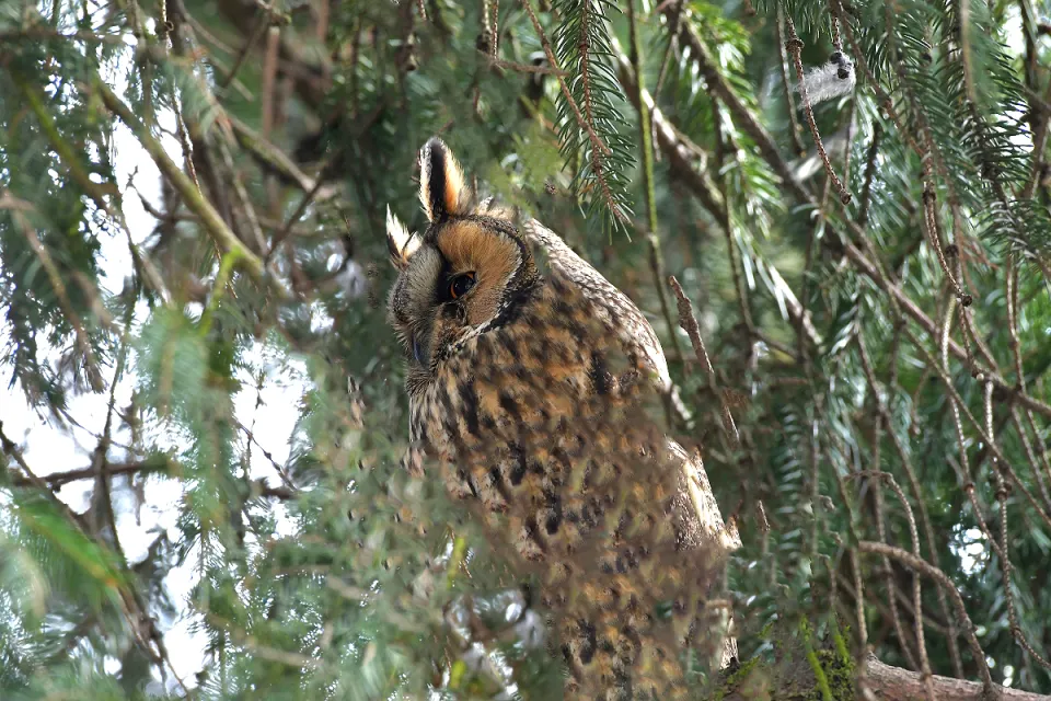 Asio otus