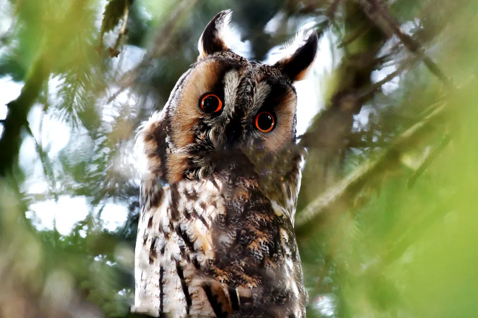 Asio otus
