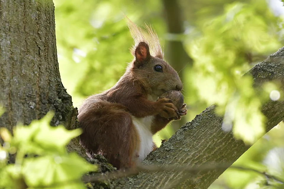 Sciurus vulgaris