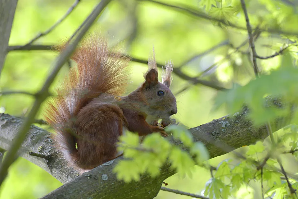 Sciurus vulgaris