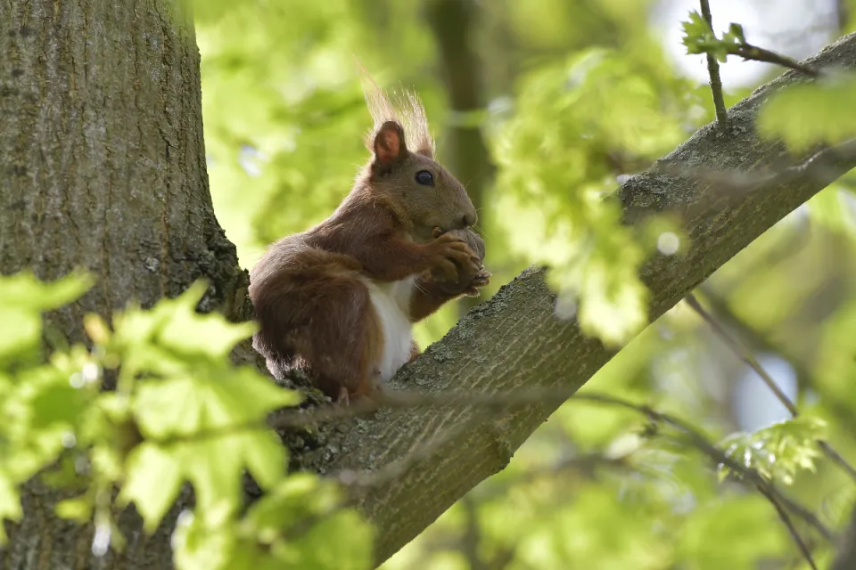 Sciurus vulgaris