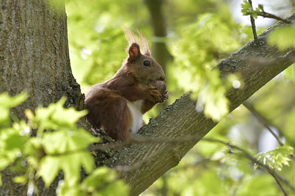 Sciurus vulgaris