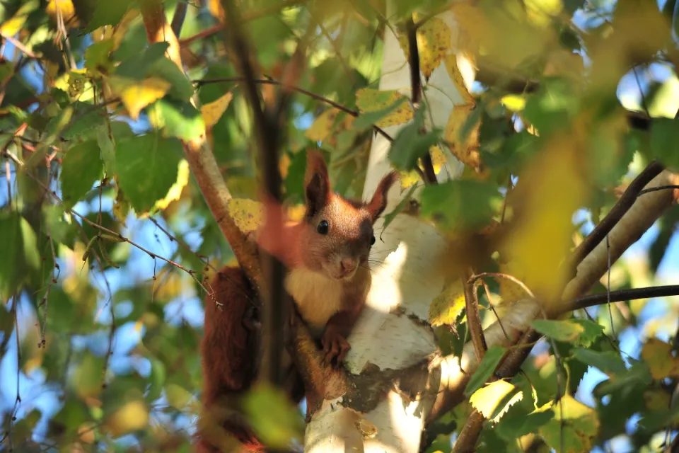 Sciurus vulgaris