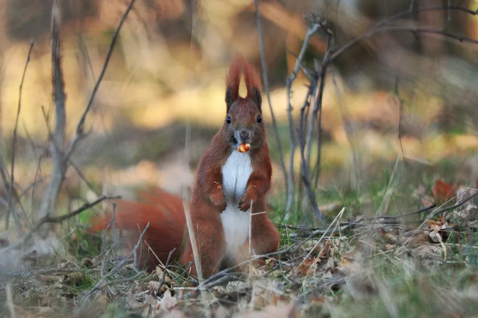 Sciurus vulgaris