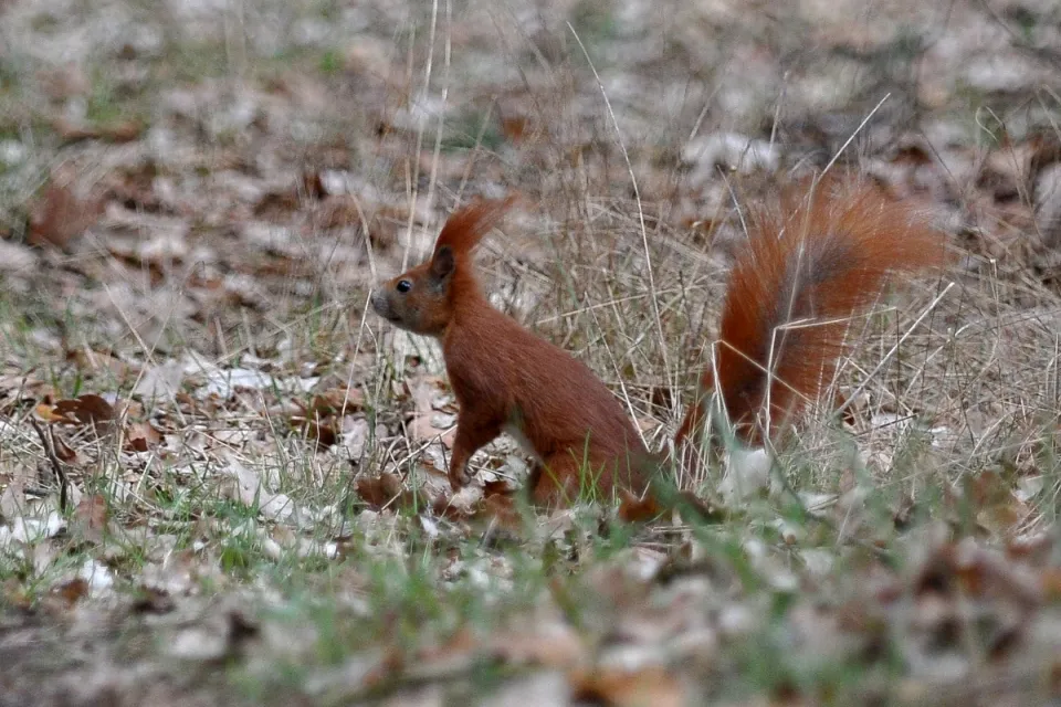 Sciurus vulgaris