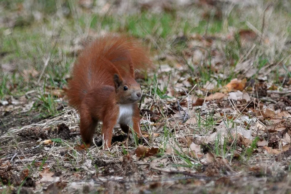 Sciurus vulgaris