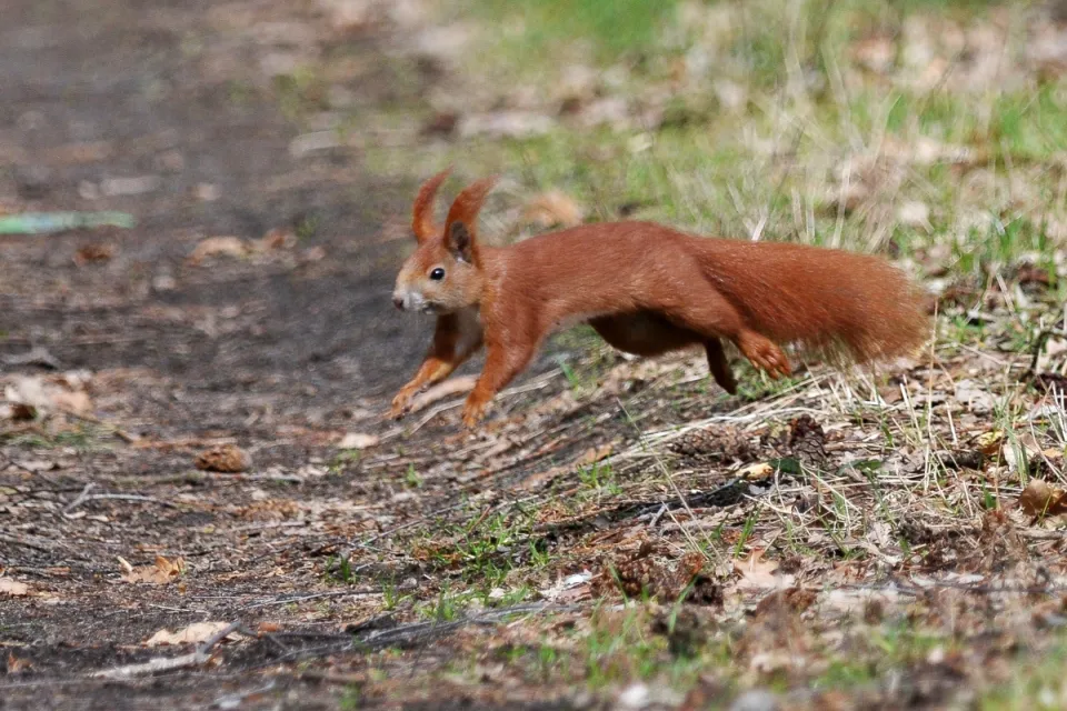 Sciurus vulgaris