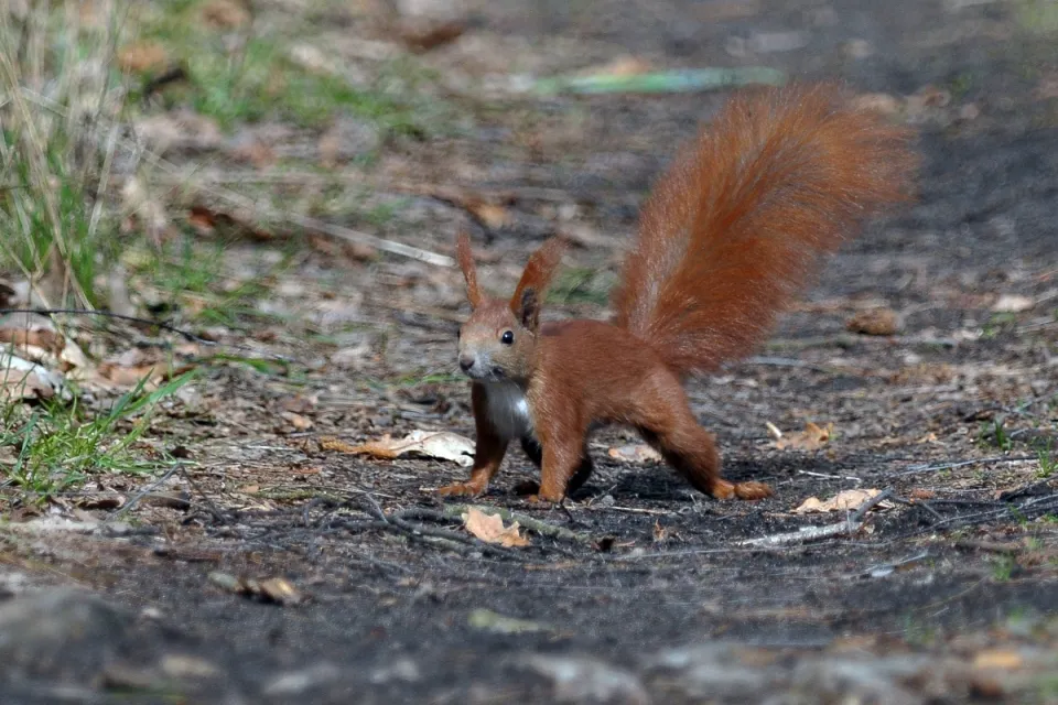 Sciurus vulgaris