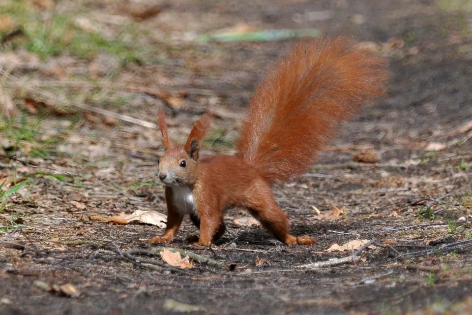 Sciurus vulgaris