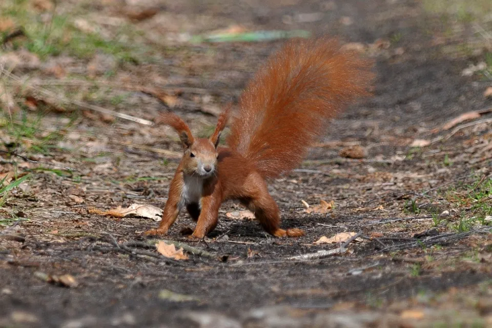 Sciurus vulgaris
