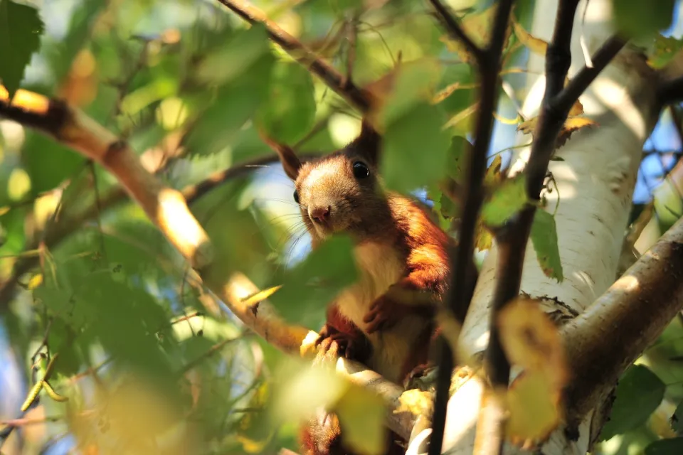 Sciurus vulgaris