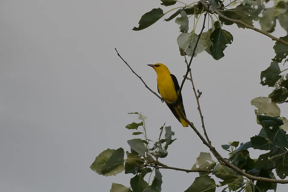Oriolus oriolus