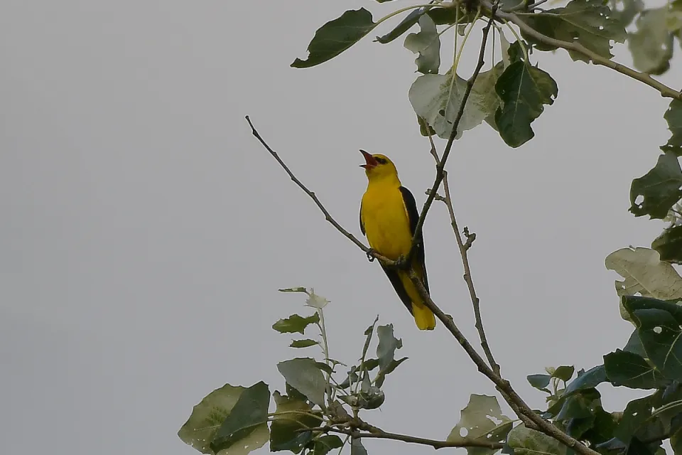 Oriolus oriolus