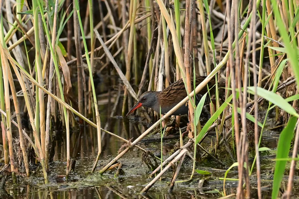 Rallus aquaticus