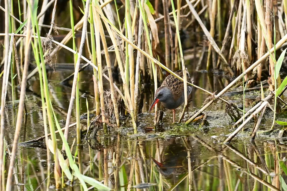 Rallus aquaticus