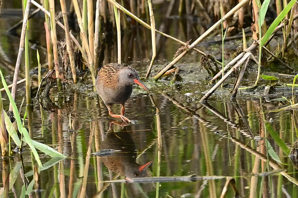 Rallus aquaticus