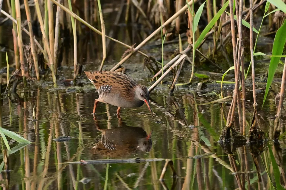 Rallus aquaticus