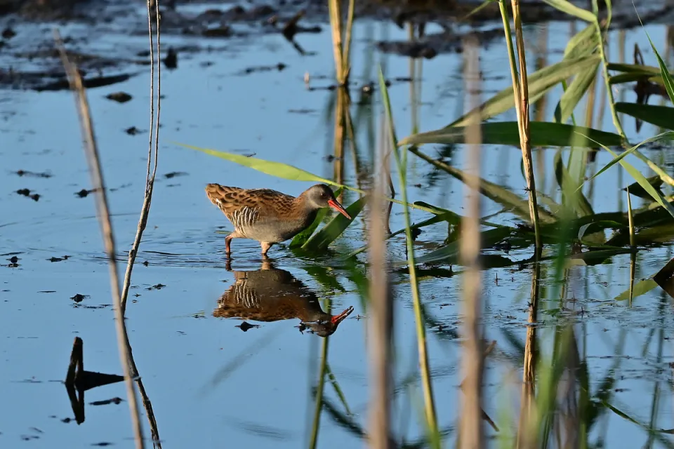 Rallus aquaticus
