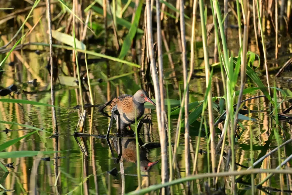 Rallus aquaticus