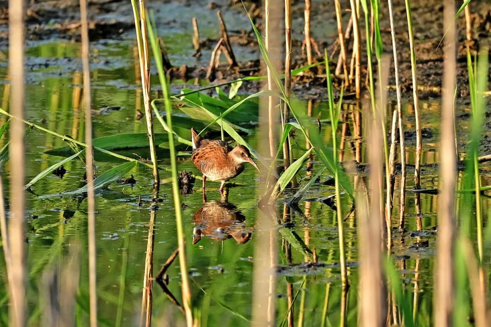 Rallus aquaticus