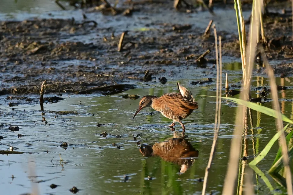 Rallus aquaticus