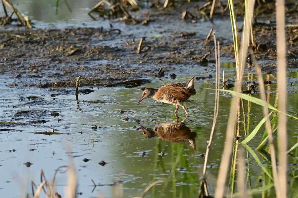 Rallus aquaticus
