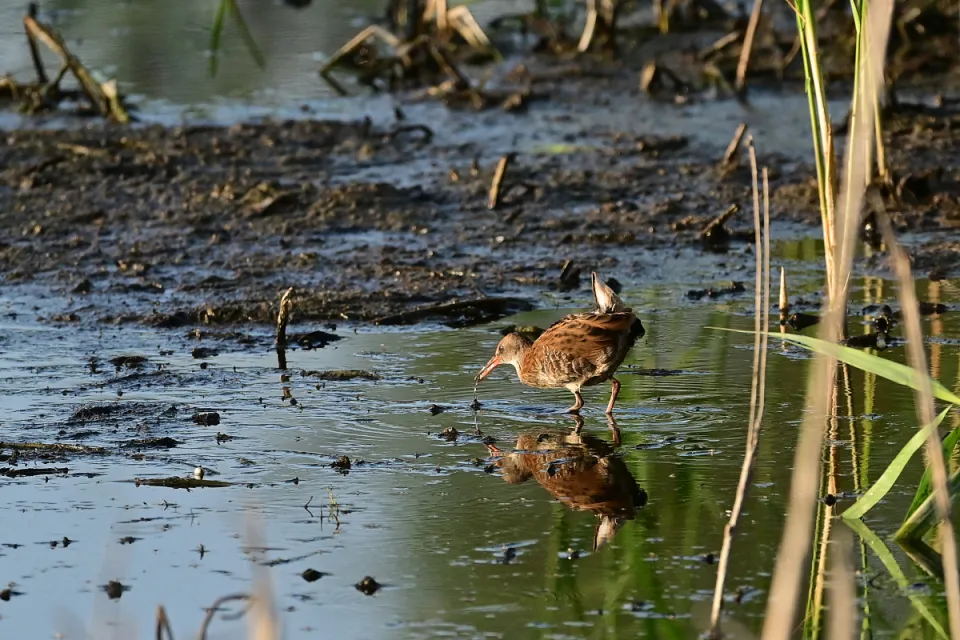 Rallus aquaticus