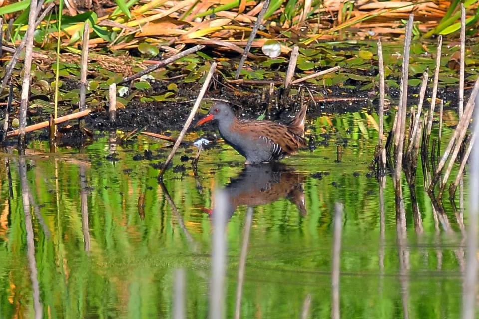 Rallus aquaticus