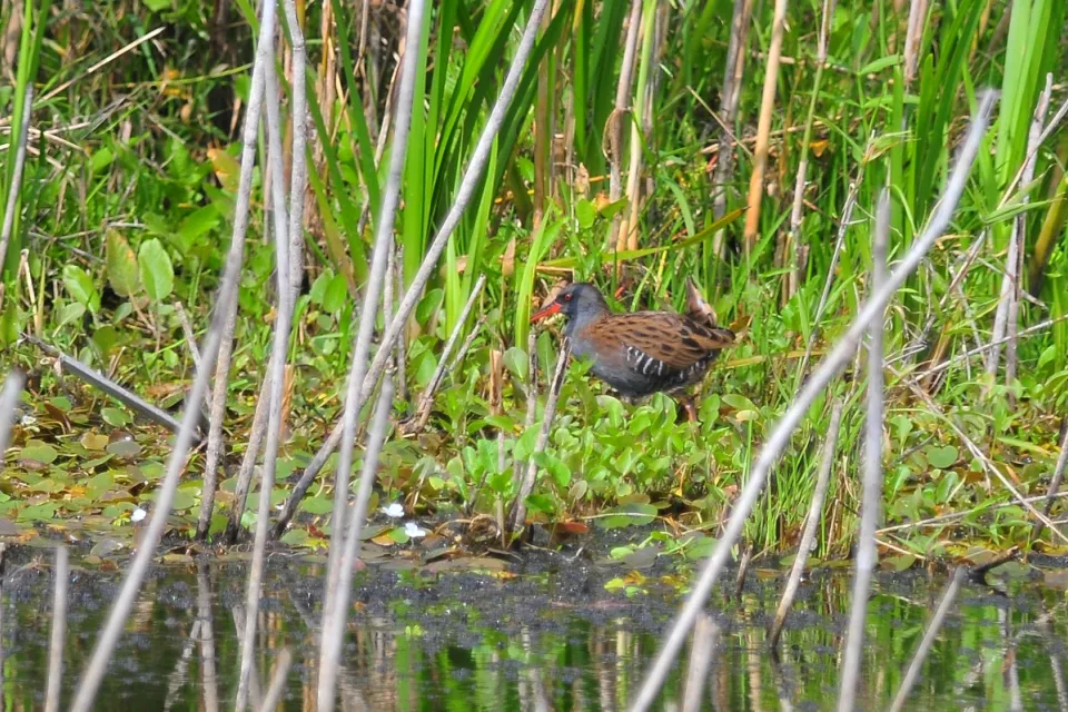 Rallus aquaticus